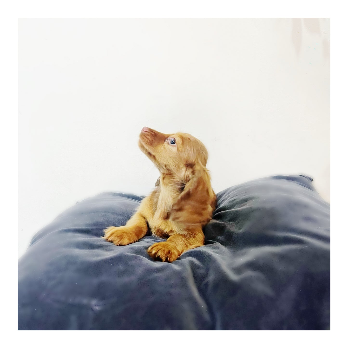 š¤Found A Loving Homeš¤ Australia Imported Purebred Mini Dachshund (Long Coat)
