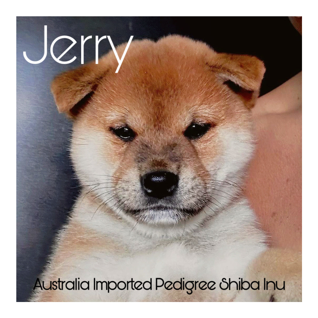 š¤Found A Loving Homeš¤ Australia Imported Purebred Shiba Inu (Pedigree & Showline Grade)