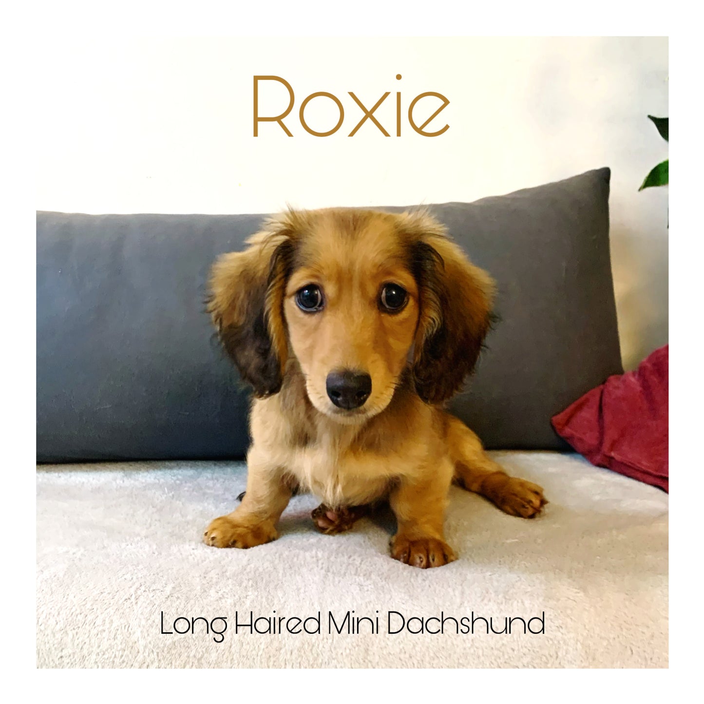 š¤Found A Loving Homeš¤ Australia Imported Purebred Mini Dachshund (Long Coat)