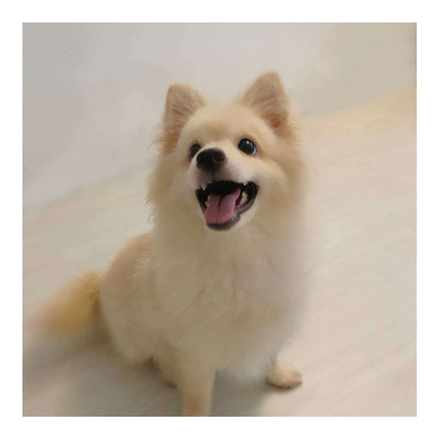 š¤Found A Loving Homeš¤ Australia Imported Cream Pomeranian