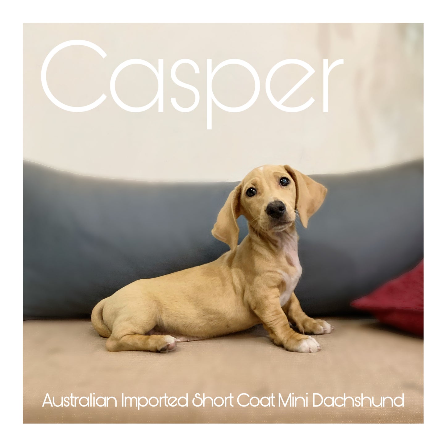 Australia Imported Purebred Mini Dachshund