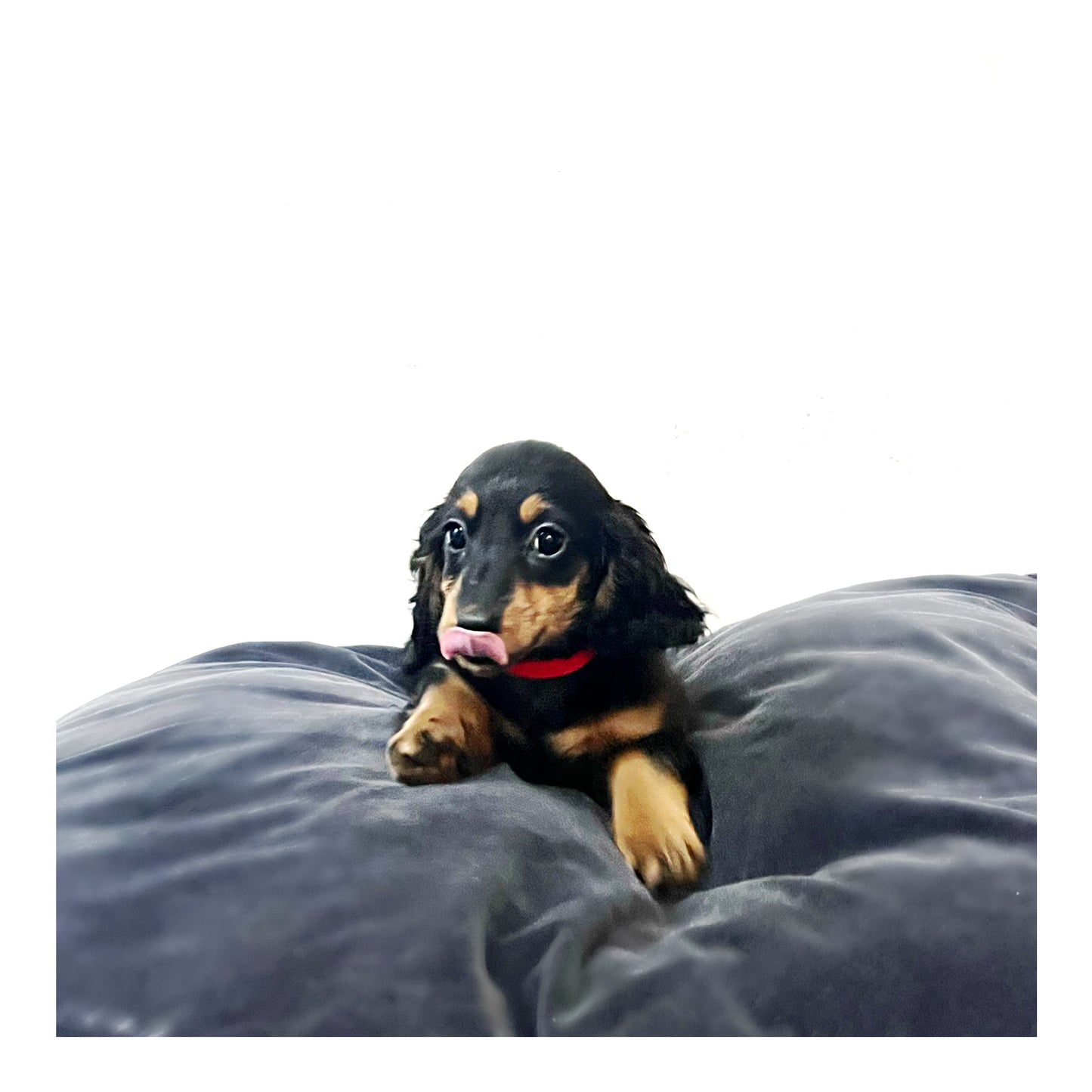 Australia Imported Purebred Mini Dachshund (Long Coat)