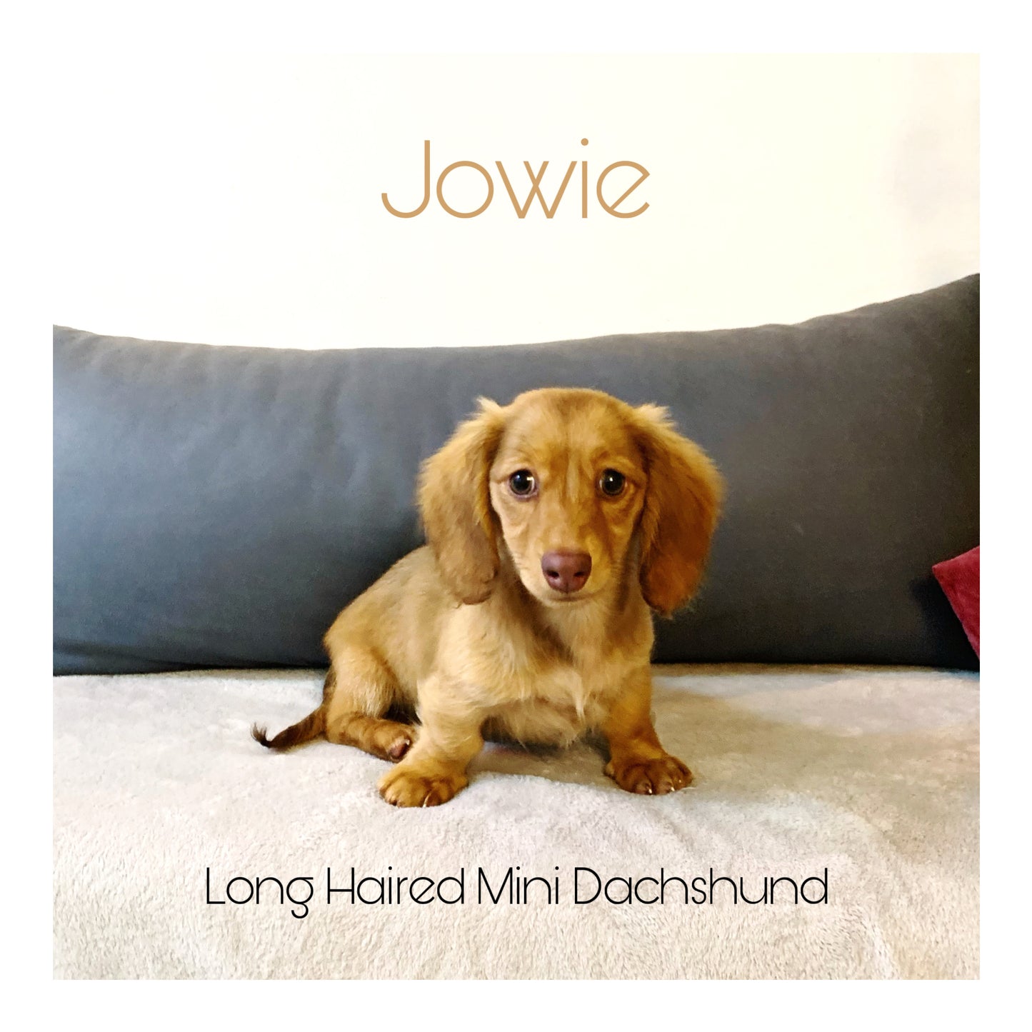š¤Found A Loving Homeš¤ Australia Imported Purebred Mini Dachshund (Long Coat)