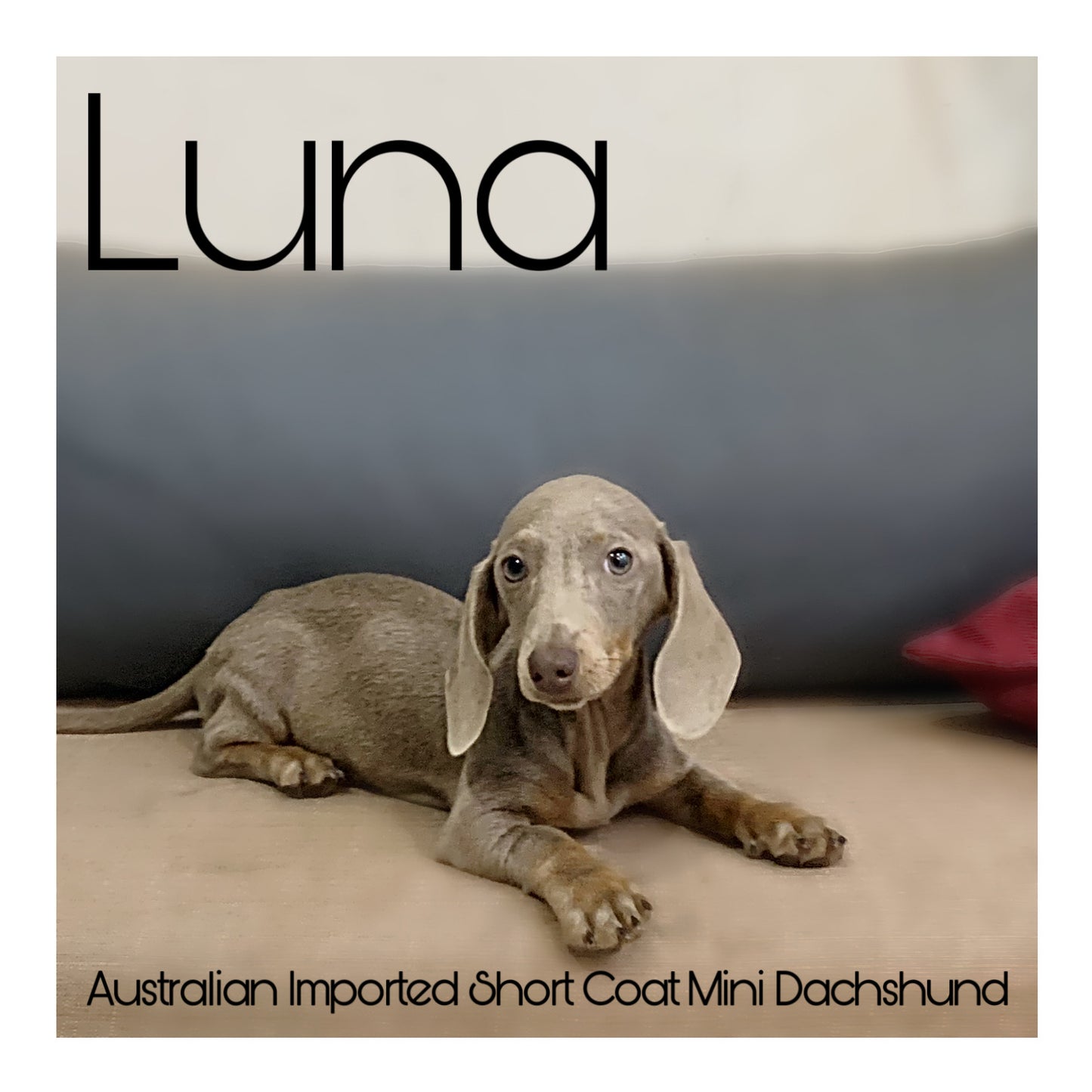 Australia Imported Purebred Mini Dachshund
