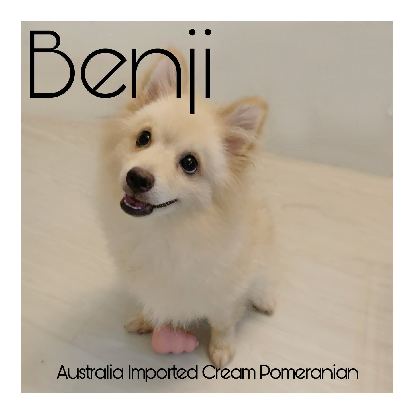 š¤Found A Loving Homeš¤ Australia Imported Cream Pomeranian
