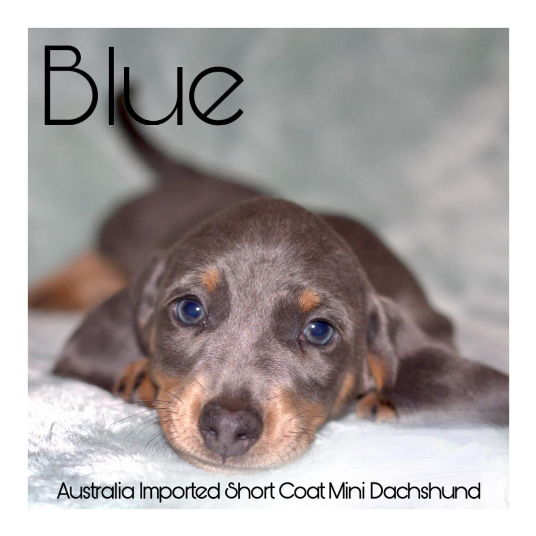 š¤Found A Loving Homeš¤ Australia Imported Purebred Mini Dachshund (Short Coat)