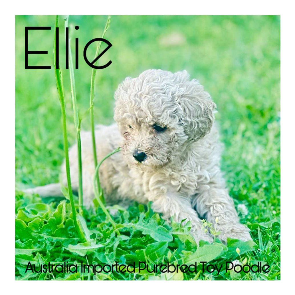š¤Found A Loving Homeš¤ Australia Imported Purebred Toy Poodle