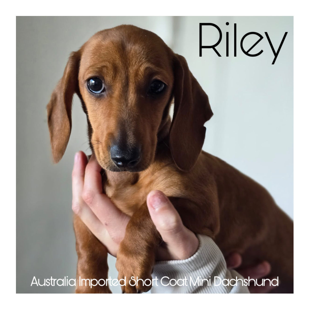 š¤Found A Loving Homeš¤ Australia Imported Short Coat Purebred Mini Dachshund