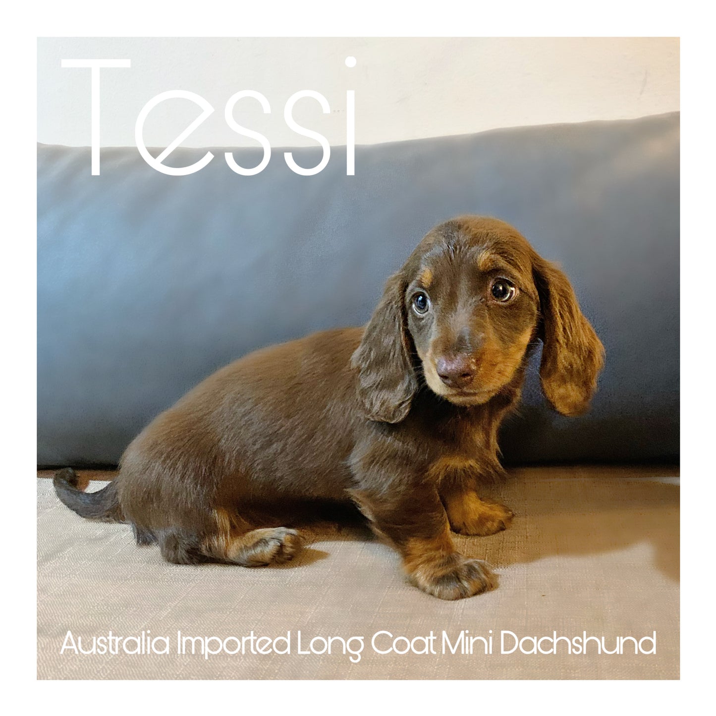 š¤Found A Loving Homeš¤ Australia Imported Purebred Mini Dachshund (Long Coat)