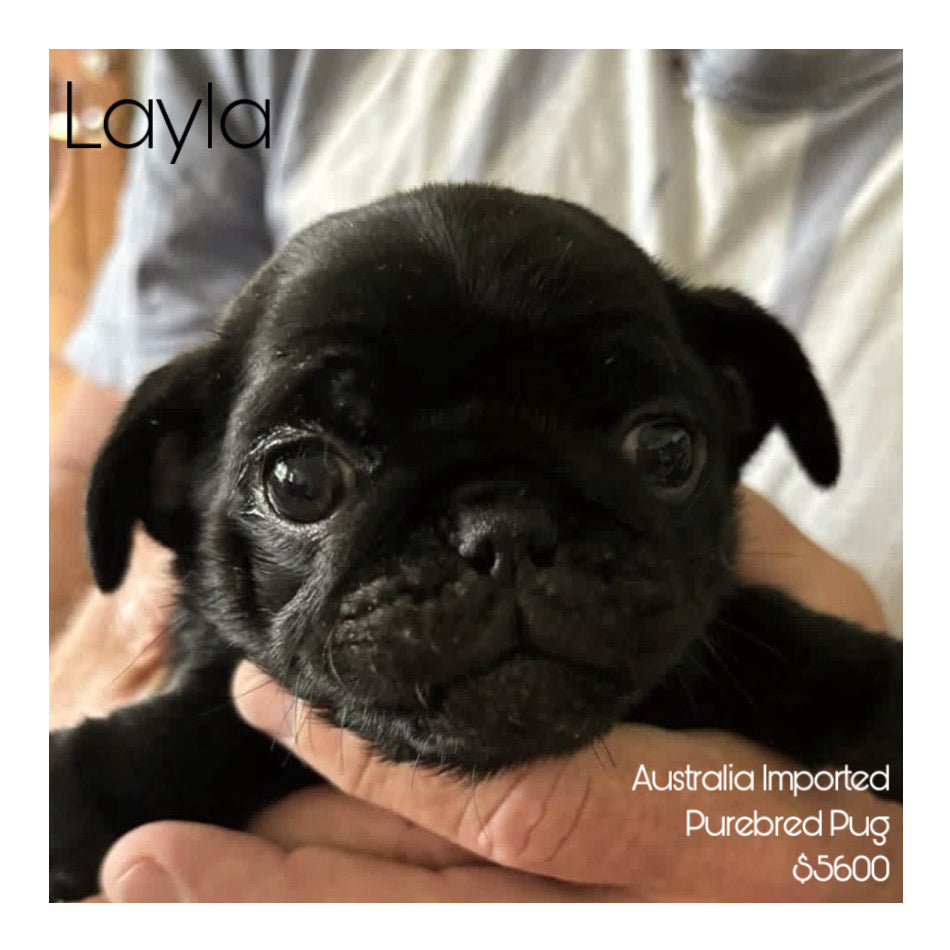 š¤Found A Loving Homeš¤ Australia Imported Purebred Pug (Pedigree Grade)