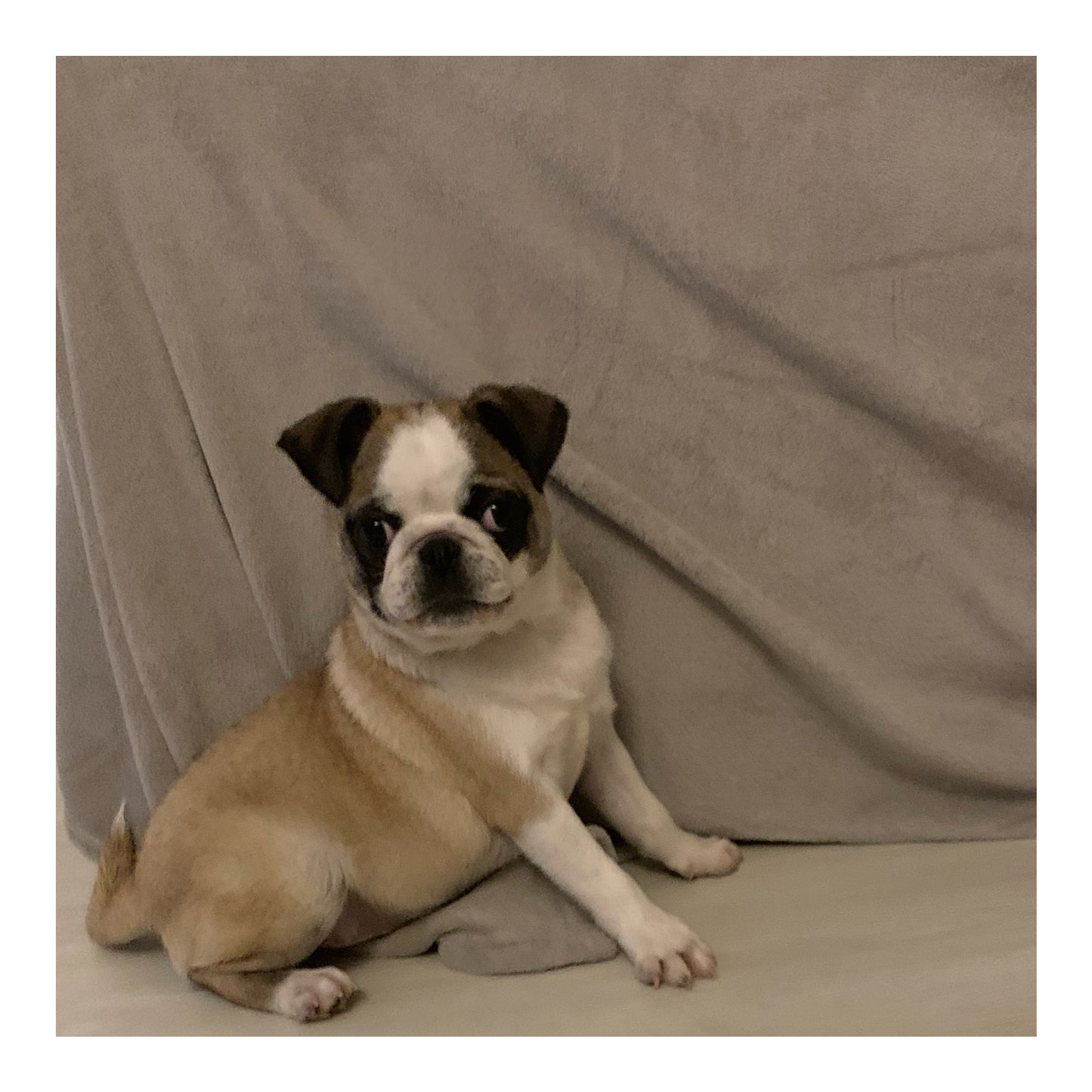 š¤Found A Loving Homeš¤ Australia Imported Purebred Pug (Pedigree Grade)