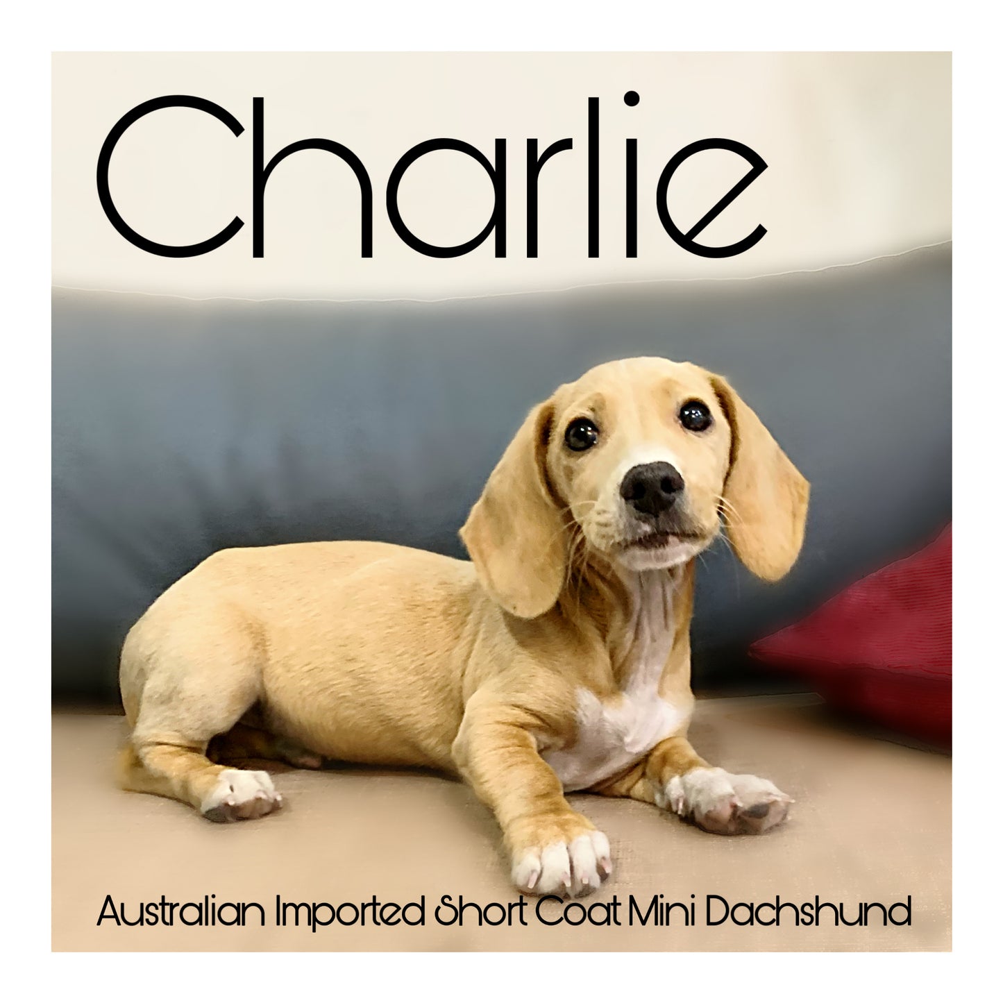 Australia Imported Purebred Mini Dachshund