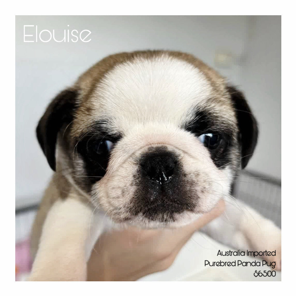 š¤Found A Loving Homeš¤ Australia Imported Purebred Pug (Pedigree Grade)