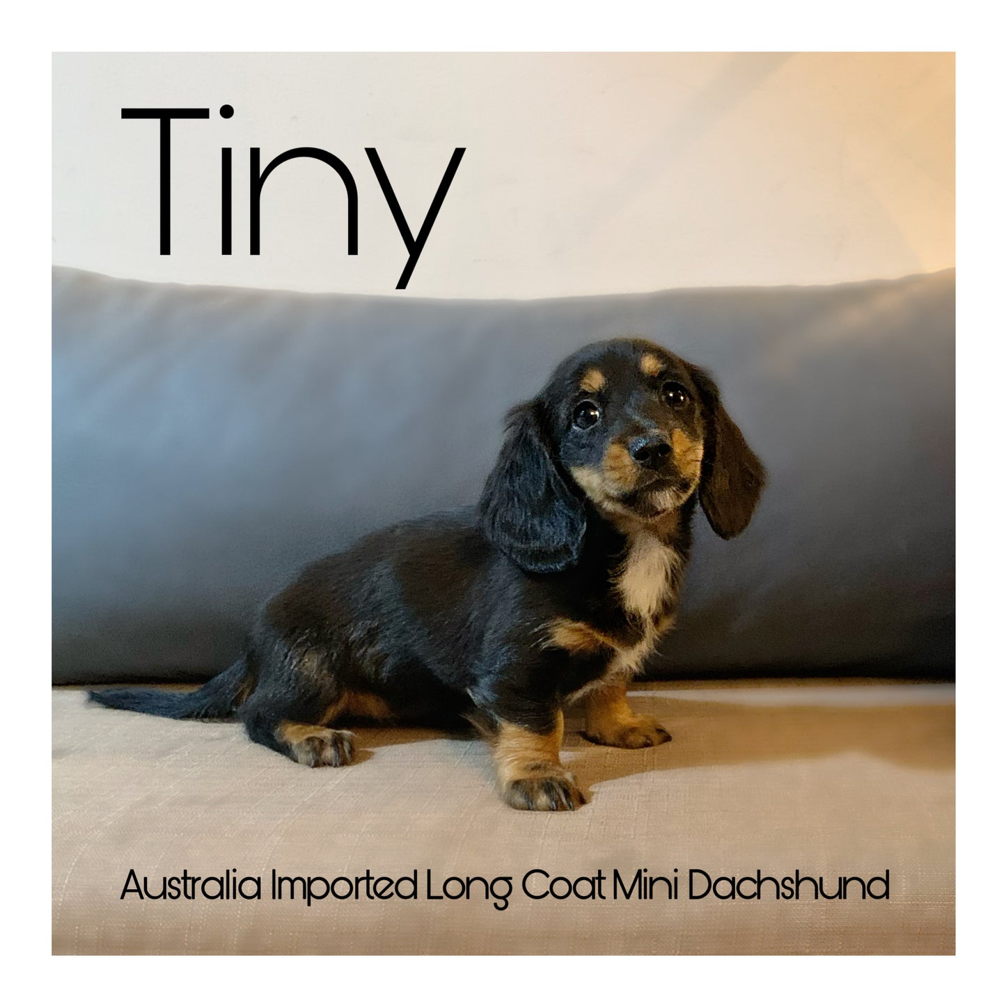 š¤Found A Loving Homeš¤ Australia Imported Purebred Mini Dachshund (Long Coat)