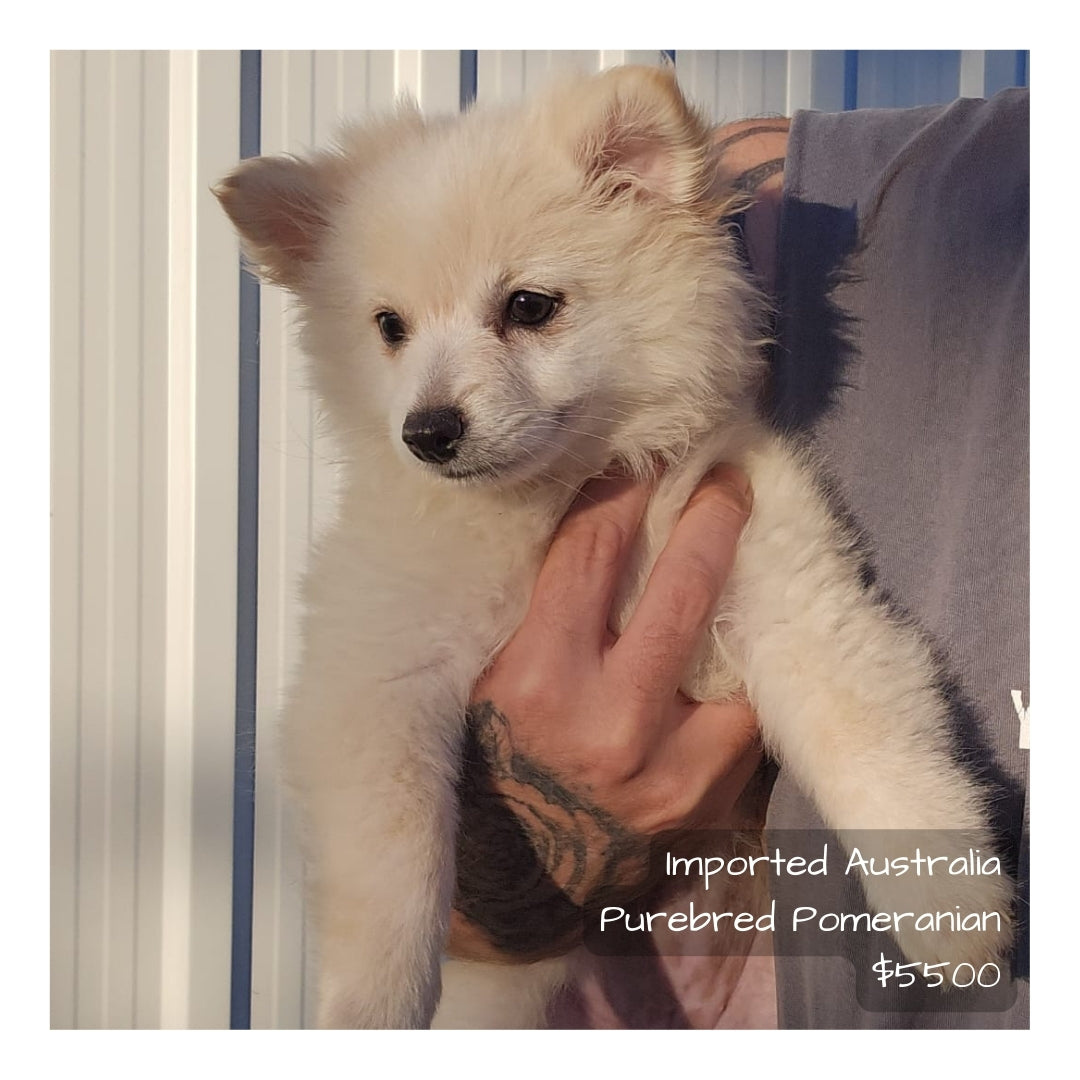 š¤Found A Loving Homeš¤ Australia Imported Purebred Pomeranian