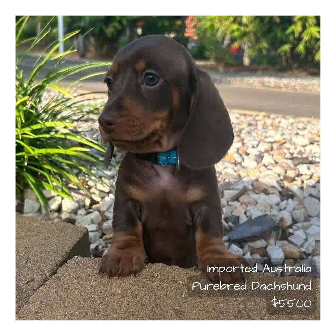 š¤Found A Loving Homeš¤ Australia Imported Purebred Mini Dachshund (Pedigree Grade)
