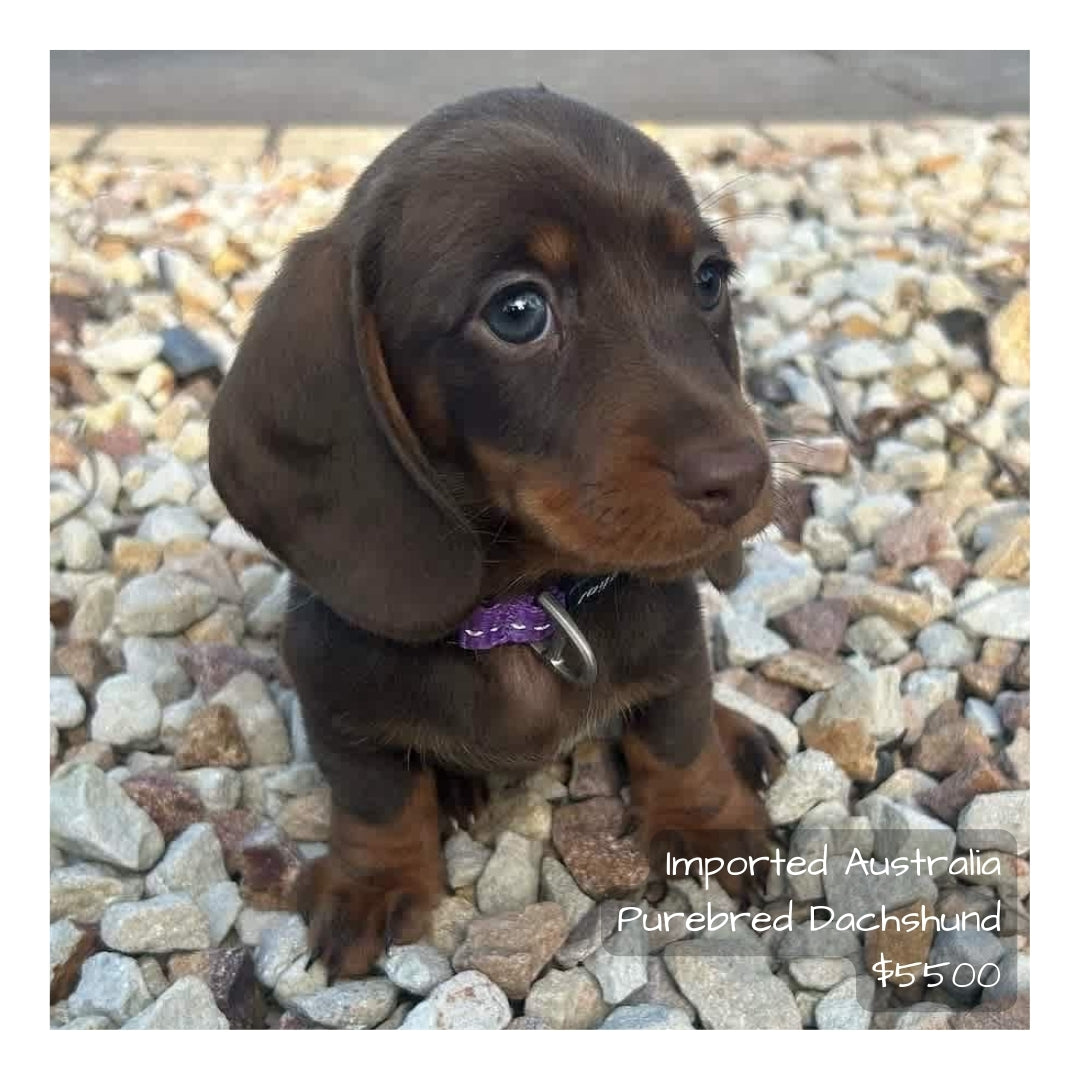 š¤Found A Loving Homeš¤ Australia Imported Purebred Mini Dachshund (Pedigree Grade)