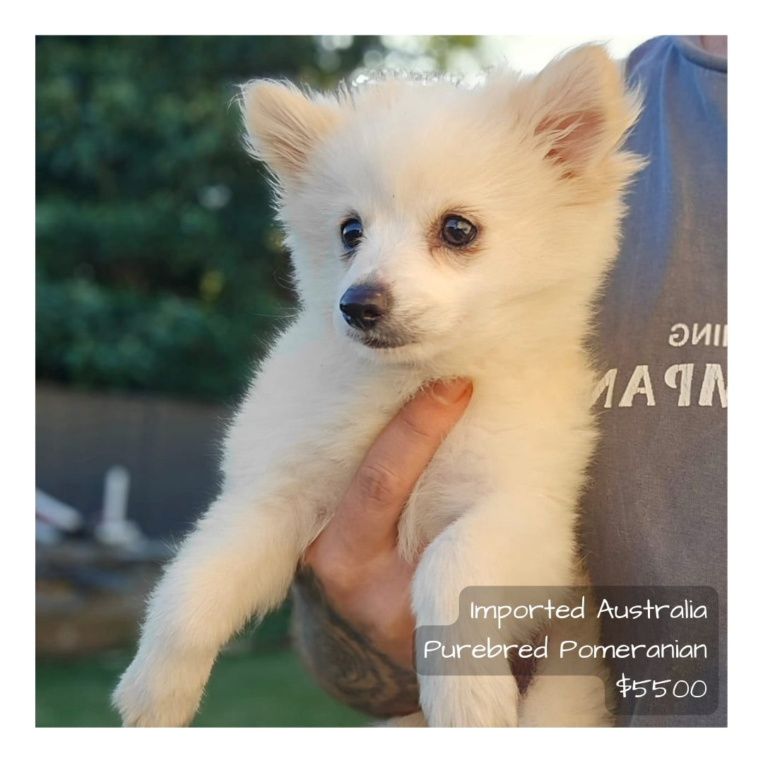 š¤Found A Loving Homeš¤ Australia Imported Cream Pomeranian