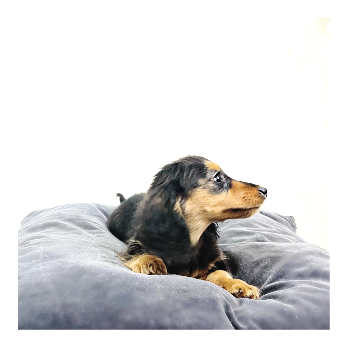 Australia Imported Purebred Mini Dachshund (Long Coat)