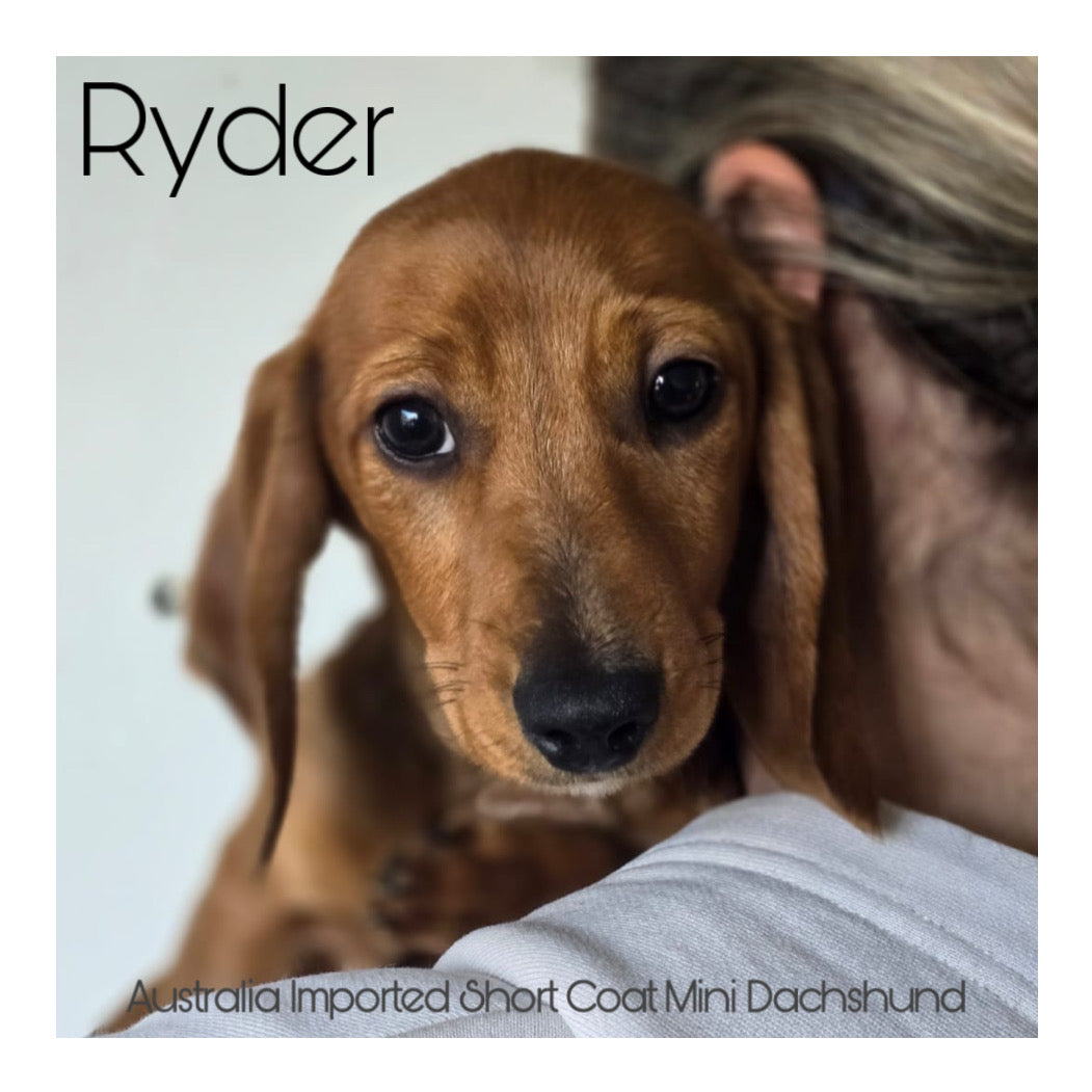 š¤Found A Loving Homeš¤ Australia Imported Short Coat Purebred Mini Dachshund