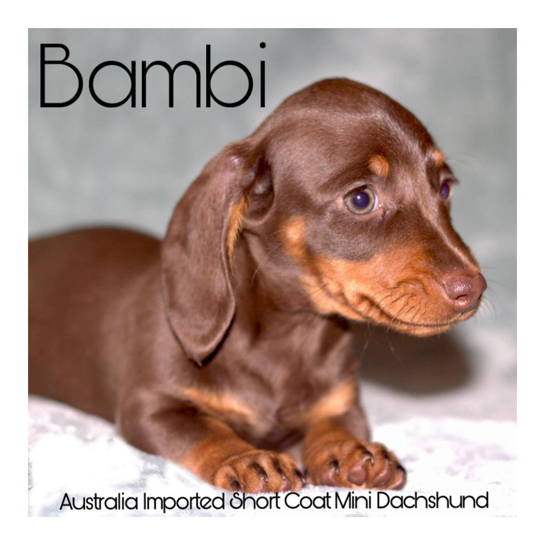 š¤Found A Loving Homeš¤ Australia Imported Purebred Mini Dachshund (Short Coat)