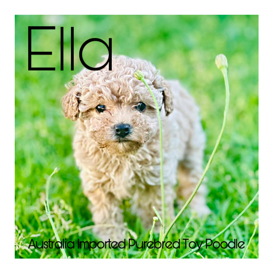 š¤Found A Loving Homeš¤ Australia Imported Purebred Toy Poodle