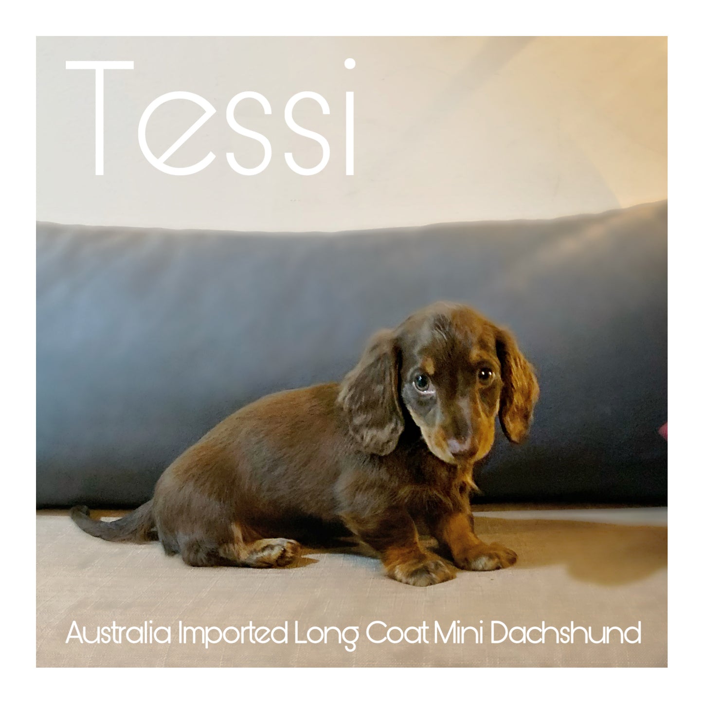 š¤Found A Loving Homeš¤ Australia Imported Purebred Mini Dachshund (Long Coat)