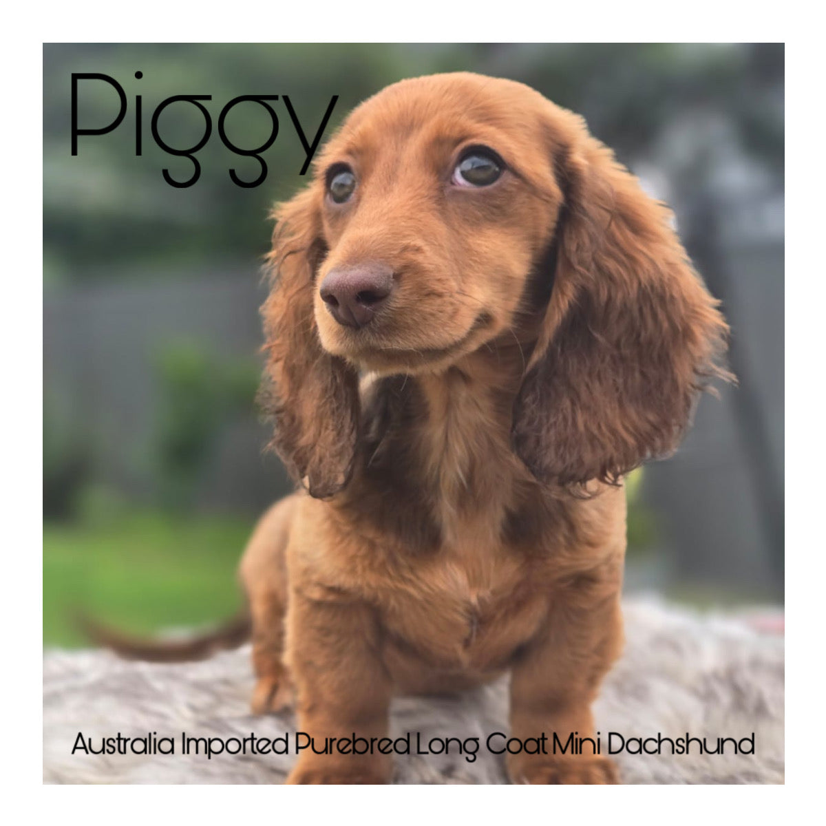 š¤Found A Loving Homeš¤ Australia Imported Purebred Mini Dachshund (Long Coat)