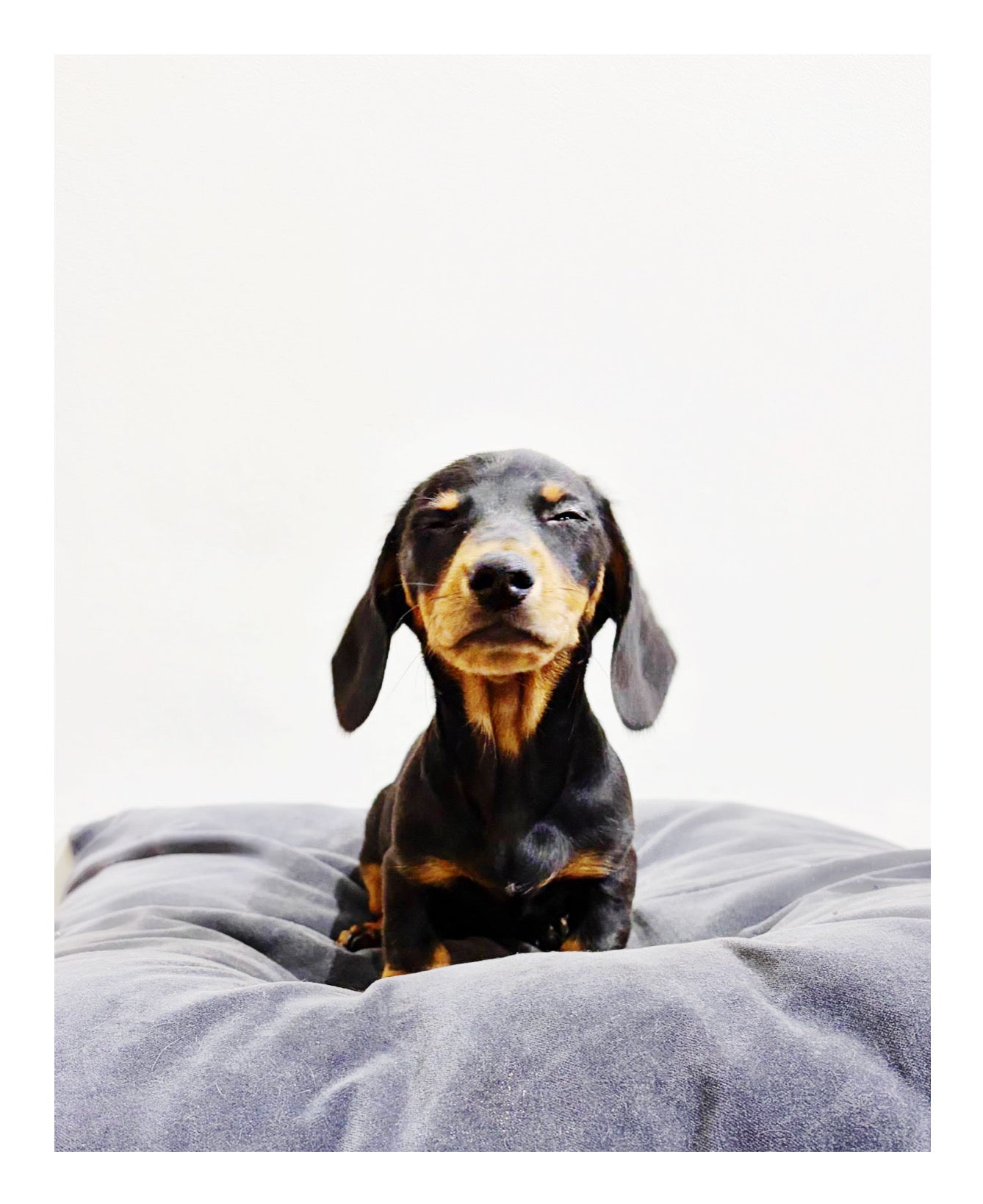 š¤Found A Loving Homeš¤ Australia Imported Purebred Mini Dachshund