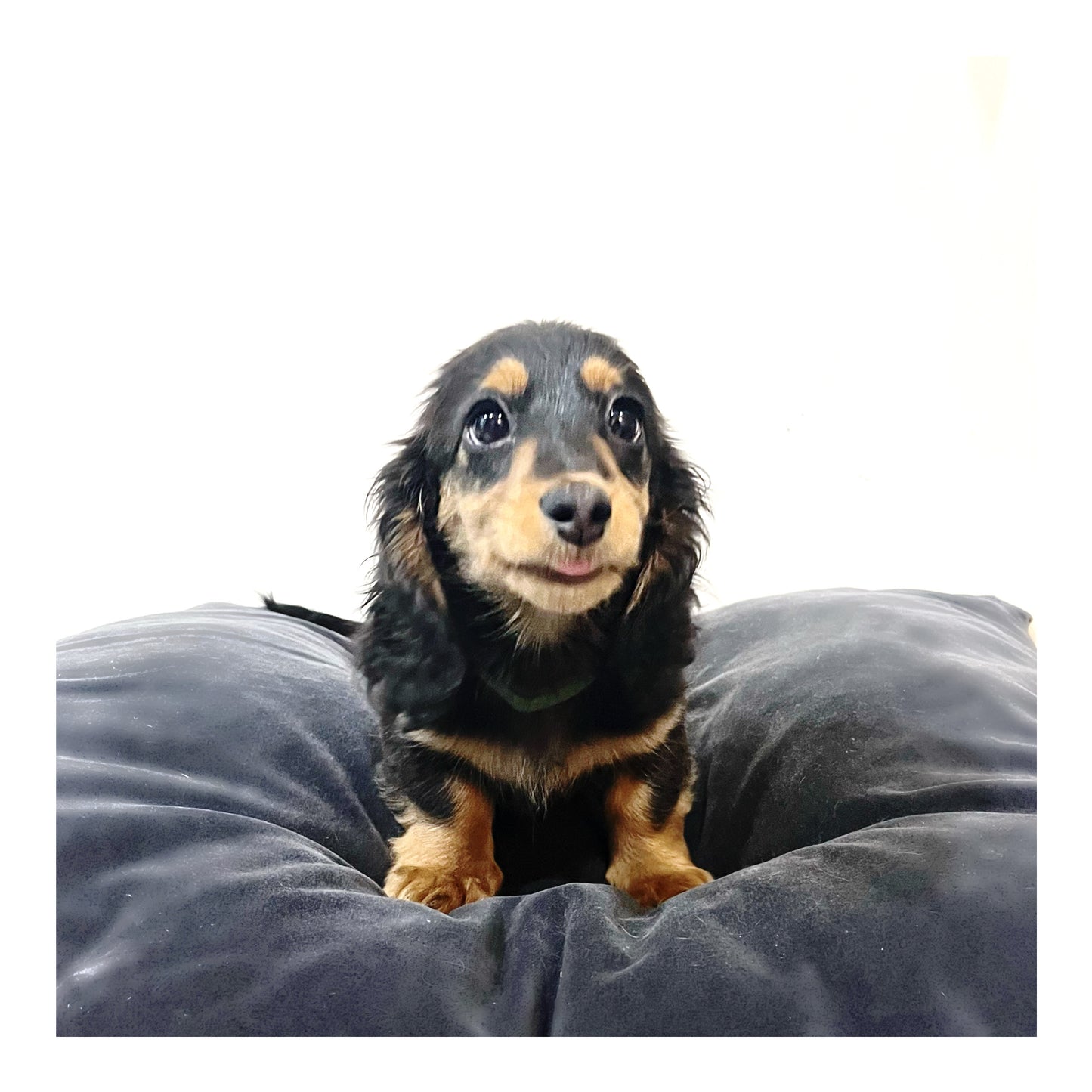 š¤Found A Loving Homeš¤ Australia Imported Purebred Mini Dachshund (Long Coat)