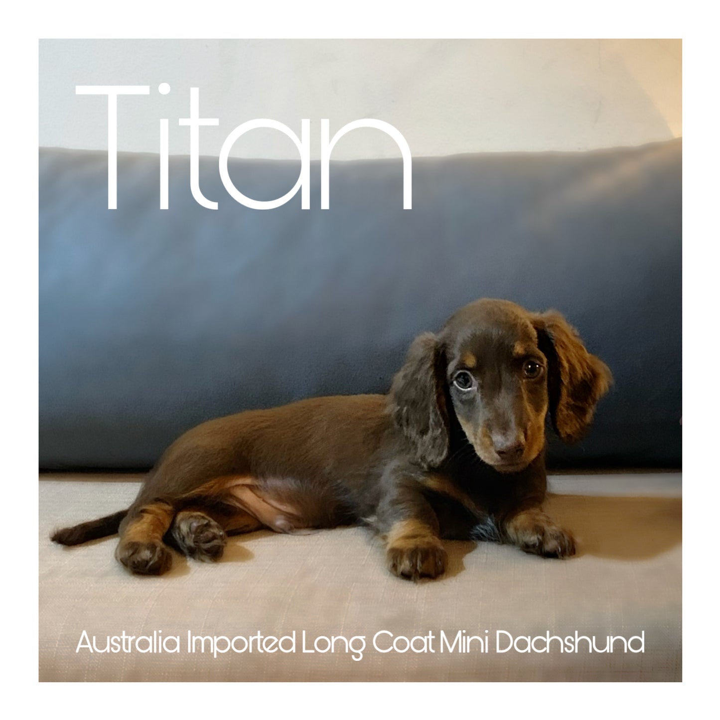 š¤Found A Loving Homeš¤ Australia Imported Purebred Mini Dachshund (Long Coat)