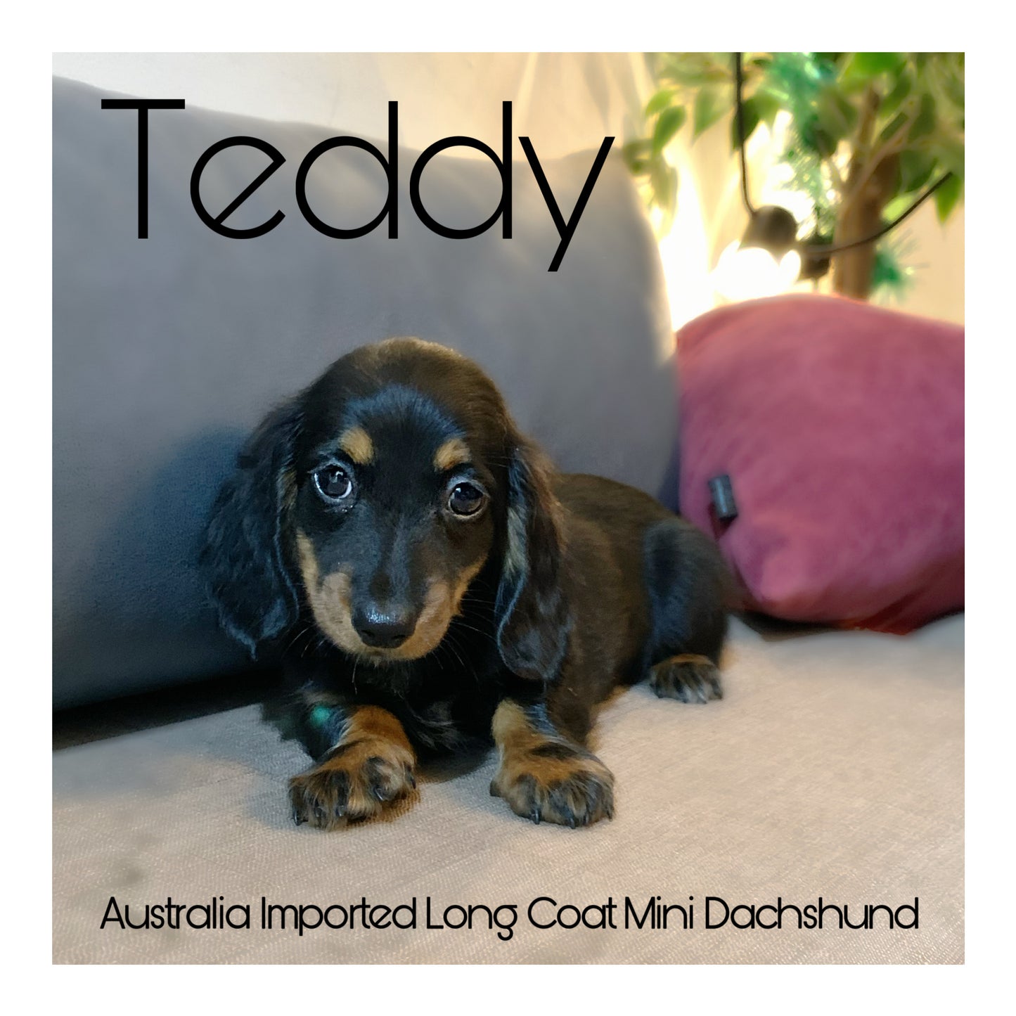 š¤Found A Loving Homeš¤ Australia Imported Purebred Mini Dachshund (Long Coat)