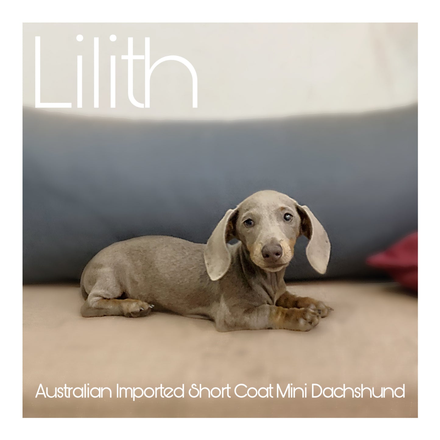 Australia Imported Purebred Mini Dachshund