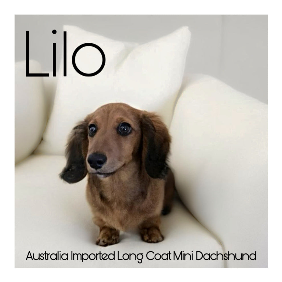 š¤Found A Loving Homeš¤ Australia Imported Purebred Mini Dachshund (Long Coat)