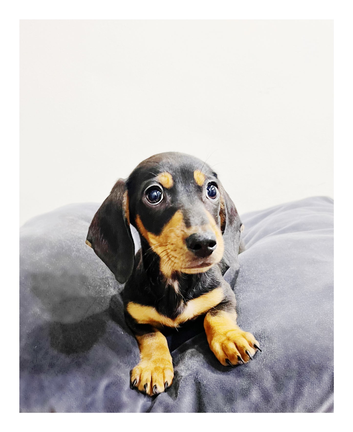 Australia Imported Purebred Mini Dachshund