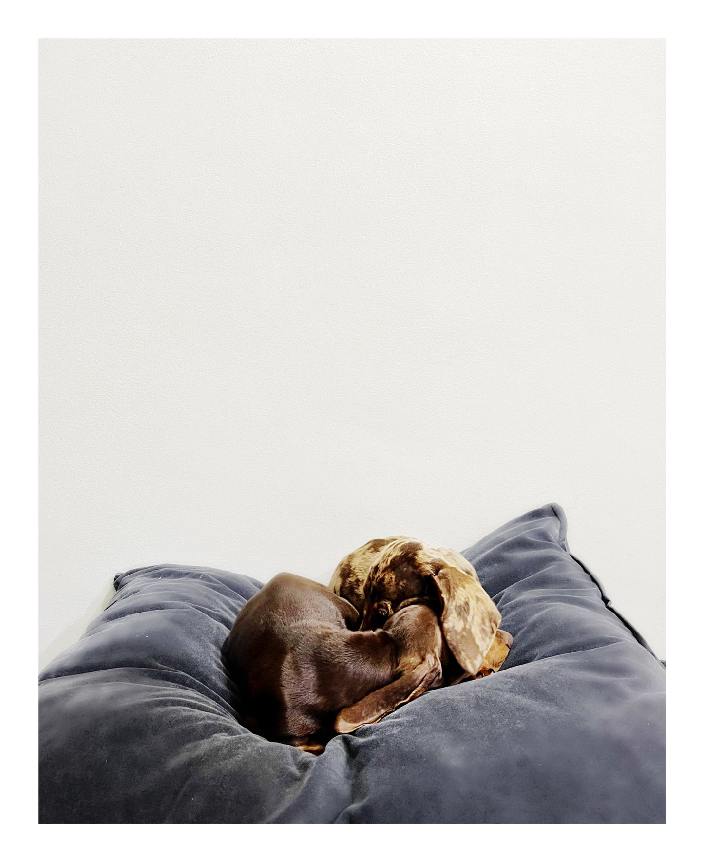 Australia Imported Purebred Mini Dachshund