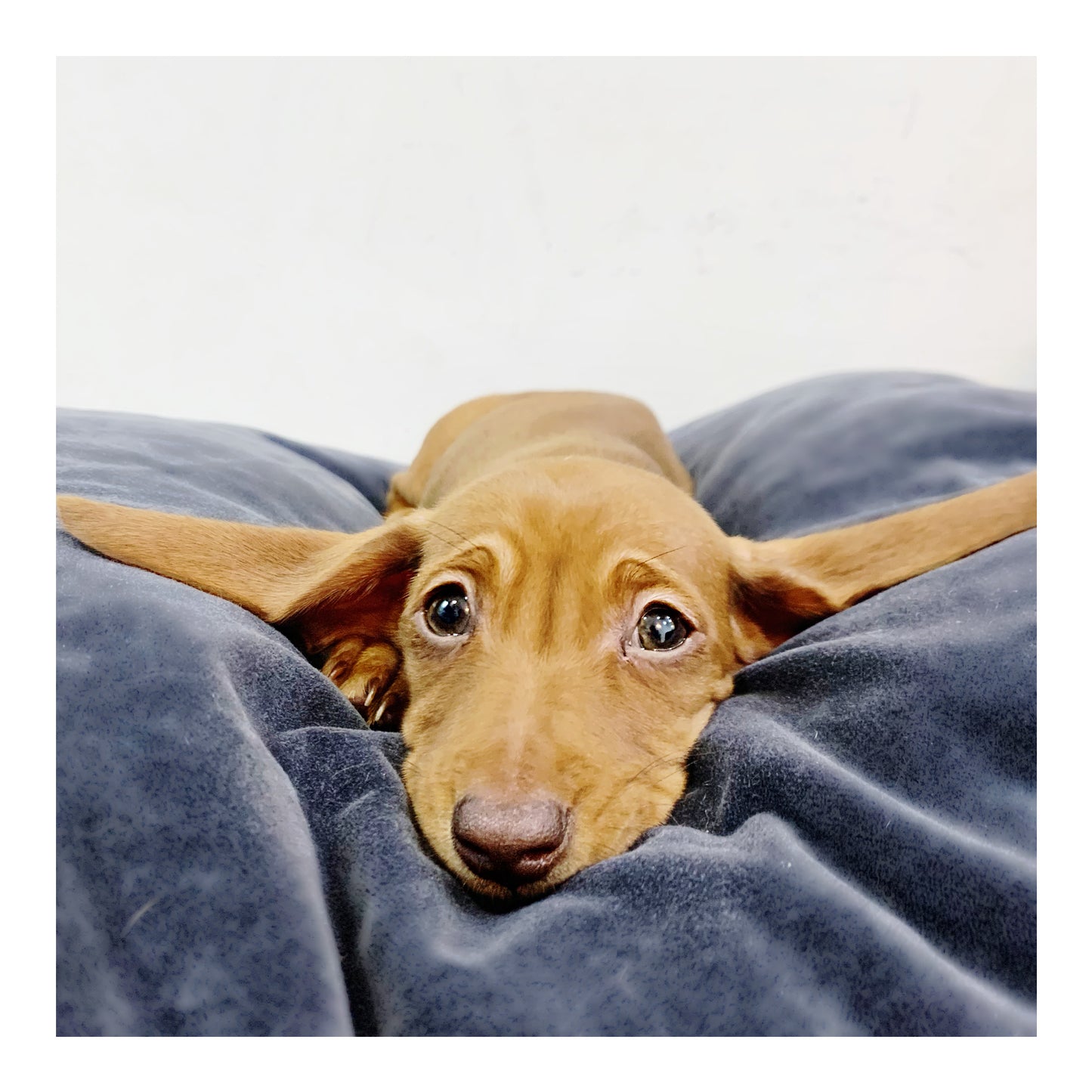š¤Found A Loving Homeš¤ Australia Imported Purebred Mini Dachshund