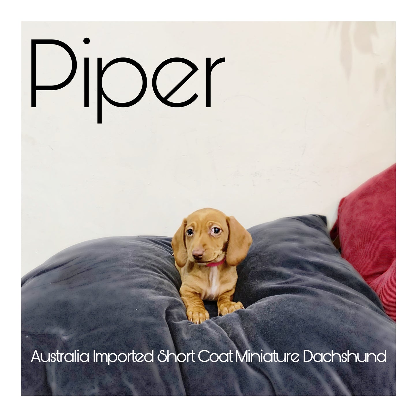 Australia Imported Purebred Mini Dachshund