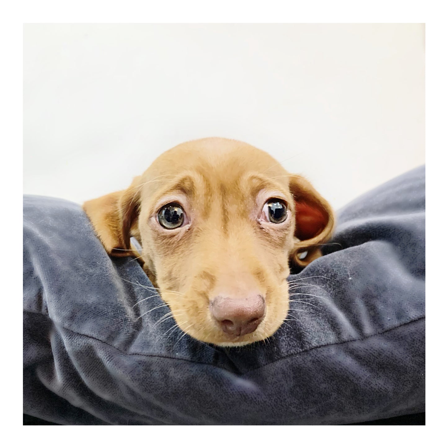 Australia Imported Purebred Mini Dachshund