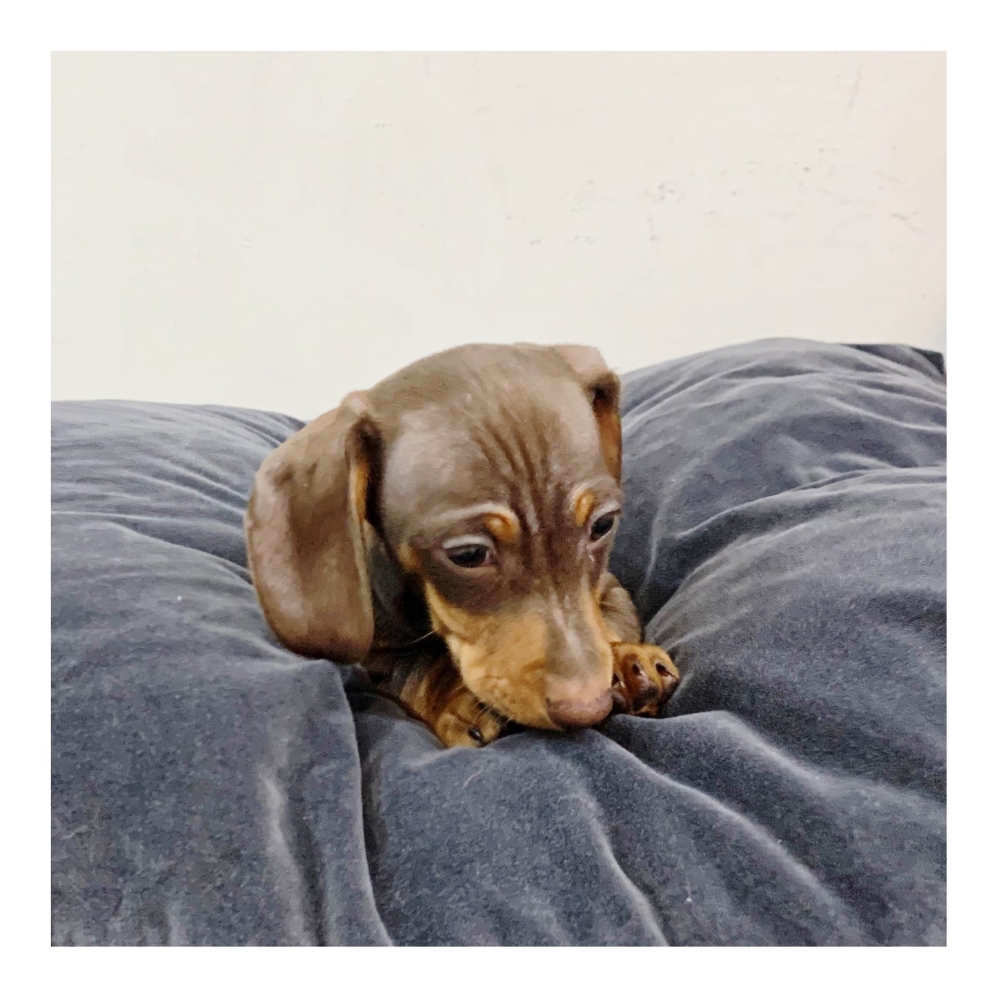 š¤Found A Loving Homeš¤ Australia Imported Purebred Mini Dachshund