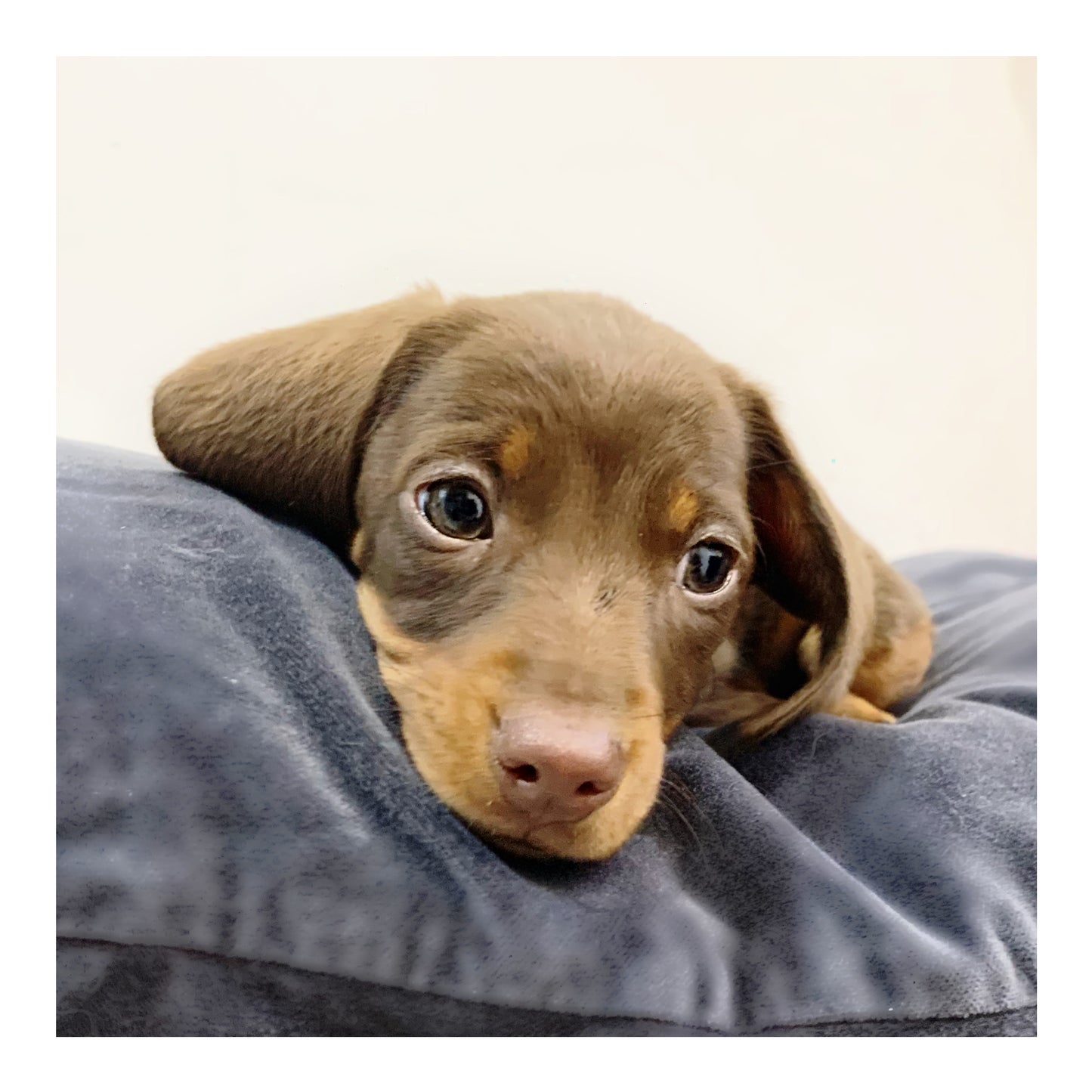 š¤Found A Loving Homeš¤ Australia Imported Purebred Mini Dachshund