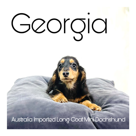 Australia Imported Purebred Mini Dachshund (Long Coat)