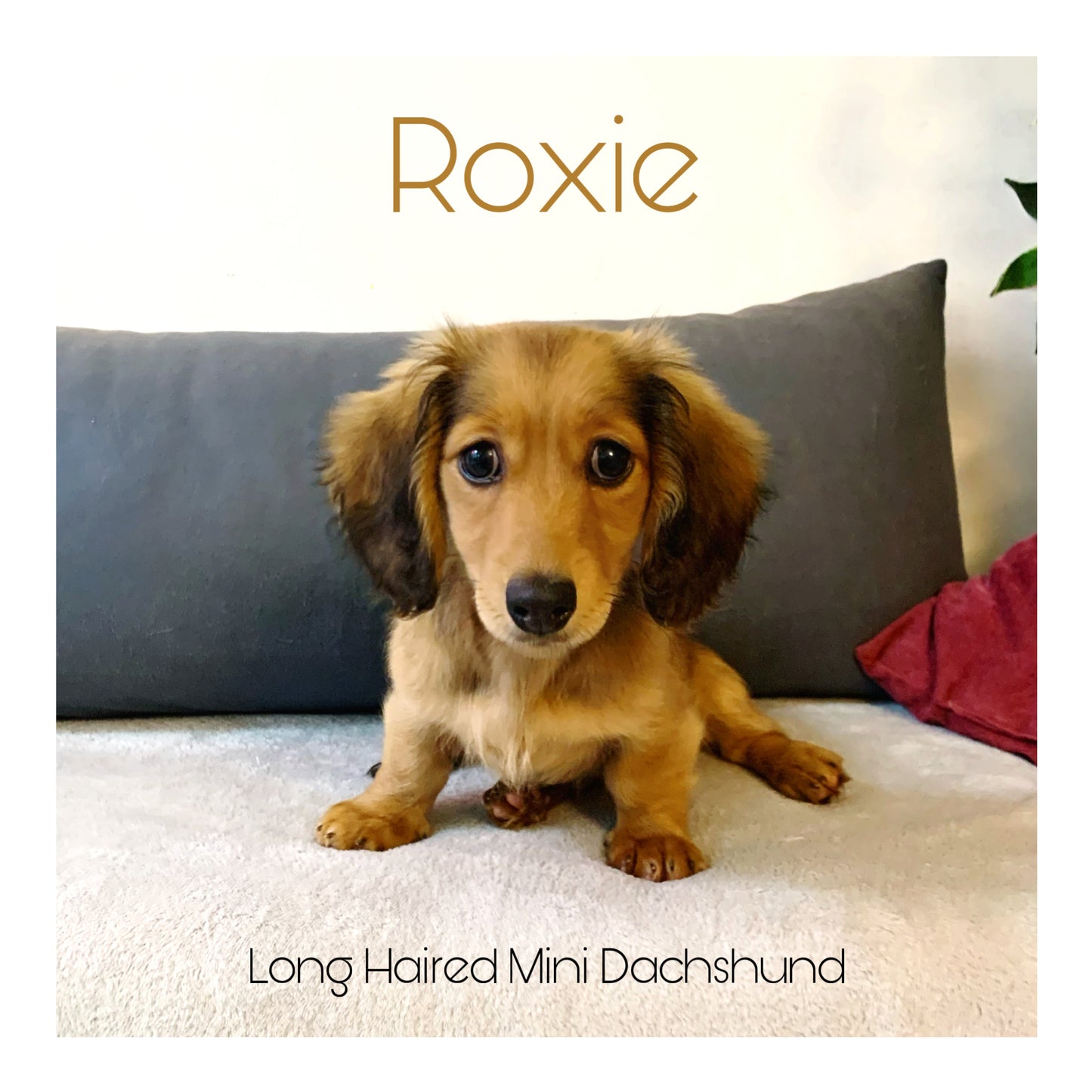 🖤Found A Loving Home🖤 Australia Imported Purebred Mini Dachshund (Long Coat)