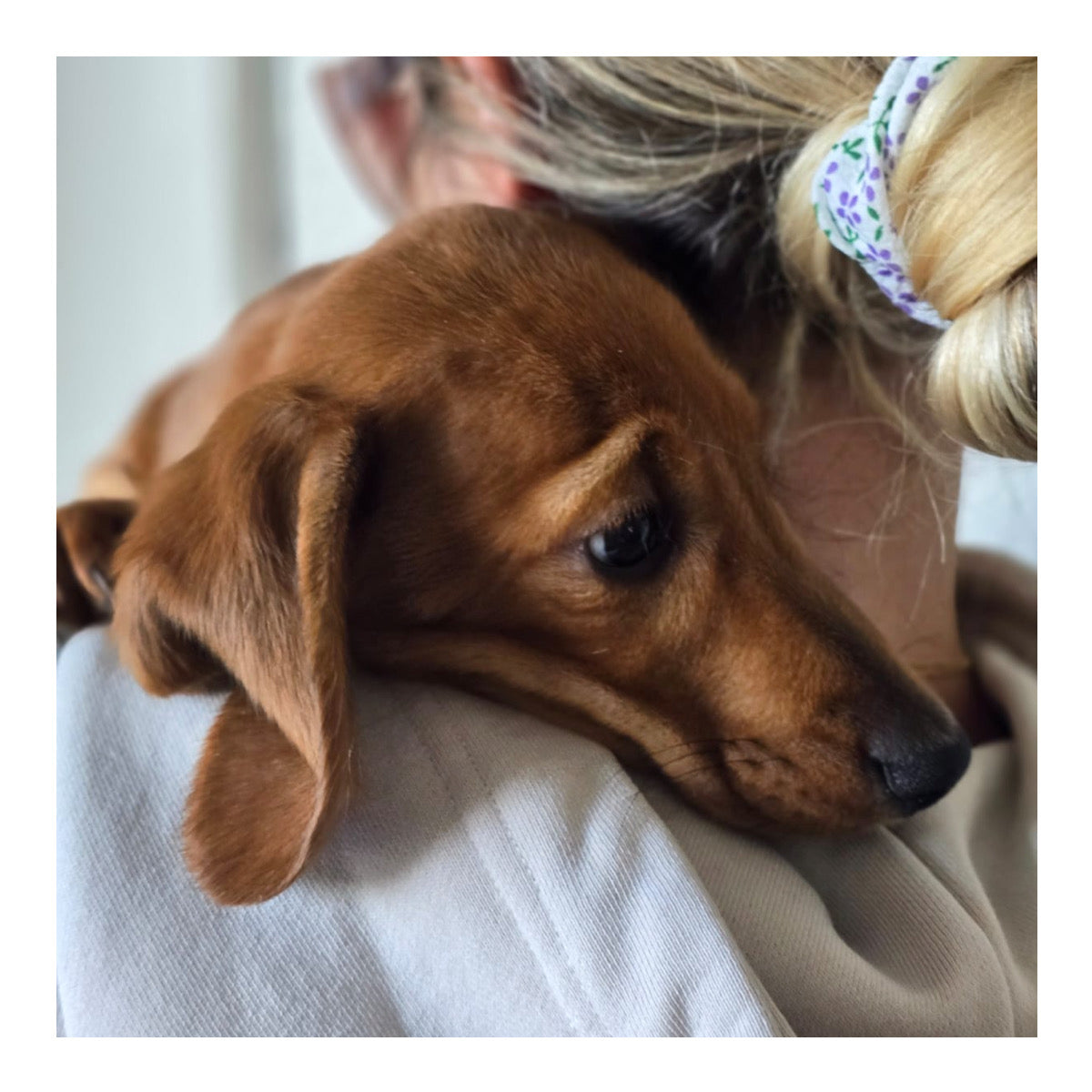 🖤Found A Loving Home🖤 Australia Imported Short Coat Purebred Mini Dachshund