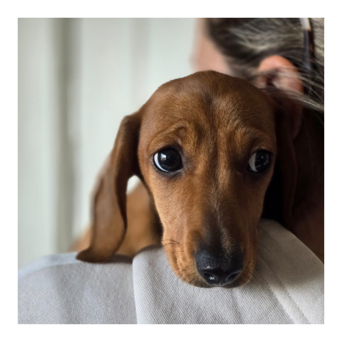 🖤Found A Loving Home🖤 Australia Imported Short Coat Purebred Mini Dachshund