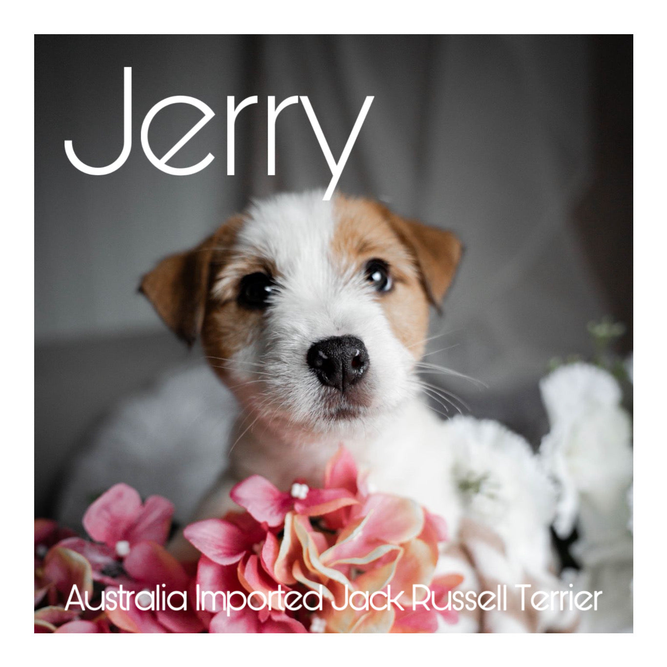 🖤Found A Loving Home🖤 Australia Imported Purebred Jack Russell Terrier