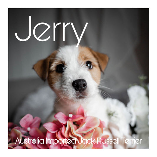 🖤Found A Loving Home🖤 Australia Imported Purebred Jack Russell Terrier