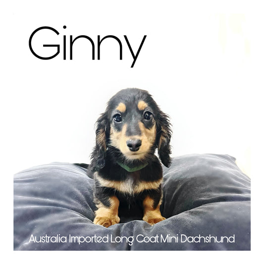 🖤Found A Loving Home🖤 Australia Imported Purebred Mini Dachshund (Long Coat)