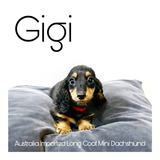 Australia Imported Purebred Mini Dachshund (Long Coat)