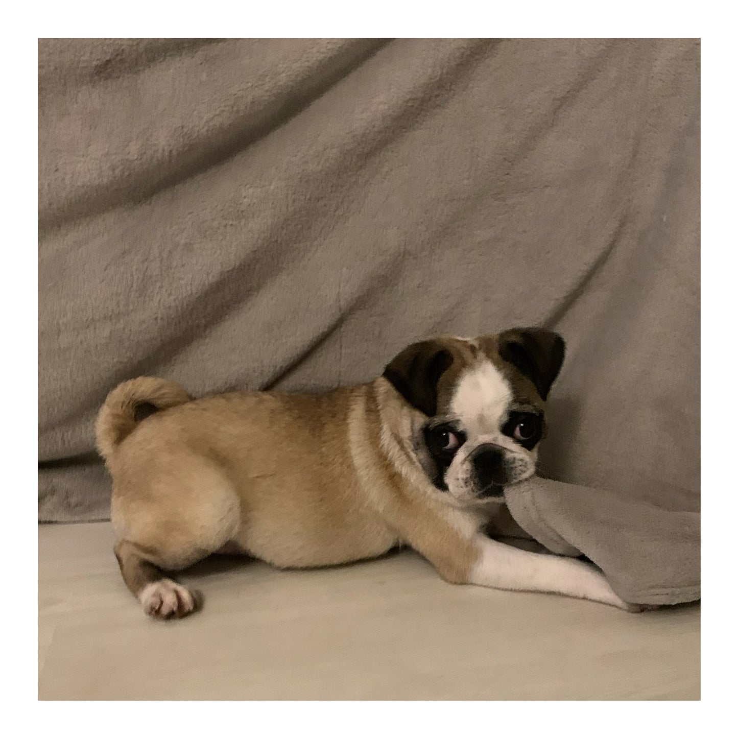 🖤Found A Loving Home🖤 Australia Imported Purebred Pug (Pedigree Grade)